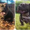 American bullies puppies 