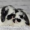 Cute Bunnies!