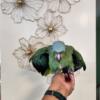 Mealy Amazon parrot baby