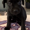 Pixy 1st pick Patterdale Terrier - Best Dog I've ever had!