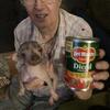 Hairless Chihuahua babies ready to go home with you
