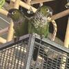 Black Capped Conures