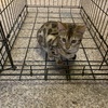 Bengal kittens for sale