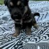 AKC German Shepherd Puppies