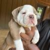 English Bulldog puppies For Sale! 9 weeks old!