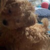 Apricot Tiny tiny toy poodle female born in January.