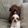 Tiny toy poodle 2.5 lb fully grown