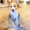 1.5 year old corgi looking to rehome