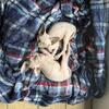Two Sphynx Male Kittens