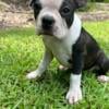 Boston Terrier Puppies (Brindle/Seal Brown)