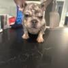 Big Rope Frenchies for sale!