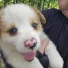 CORGI PUPPIES
