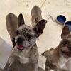 French bulldog females