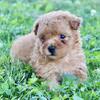 Fiona Female Yorkipoo