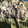 French Bulldog puppies both fluffy and standard fur