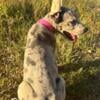 Euro Twila - Female Platinum Merle Great Dane