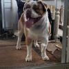Fluffy Olde English Bulldogge Available for Stud 