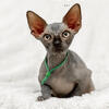 Sphynx kittens ~ StoneCroft Sphynx Cattery
