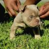 Male exotic bully pups