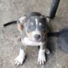 Blue tri pup available