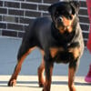 Outstanding Rottweiler Female