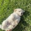 Cream Shihtzu Puppies