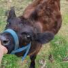 Miniature lowline angus heifer calf