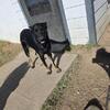 1 yr old German Shepherd Dogs - Central Texas