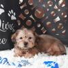 Bam Bam Precious Shorkie