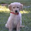 Golden retriever pups