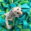 Sweet Sugar glider joeys! All colors! ON SALE! Starting at 149.