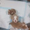 AKC English Bulldog Puppies