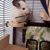 Chinchilla for sale