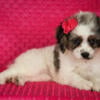 Mini Cavapoo Butterfly Female