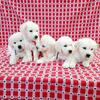 Golden Retriever Puppies Ready Soon