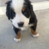 Bernese puppies for sale
