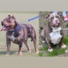 Xl American bully puppies for sale