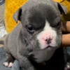 Micro Bully Males For Sale $1500
