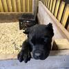 Male Cane Corso Puppy 