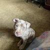 Willow, 4 Month old puppy