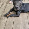 RESCUE LAB/PIT PUPPY NEEDS A HOME