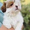 Shih Tzu Puppies