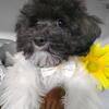 Hava-poo pups 