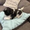 Shihtzu