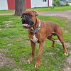 AKC Classic Fawn Boxer Stud