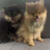 Beautiful Pomeranian Puppies