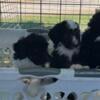 Bernedoodle Pups in Topeka Indiana