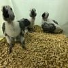 Baby Congos African greys