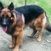 Standard and Longhair German Shepherd puppies