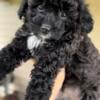 Maltipoo puppies 8wks old for sale